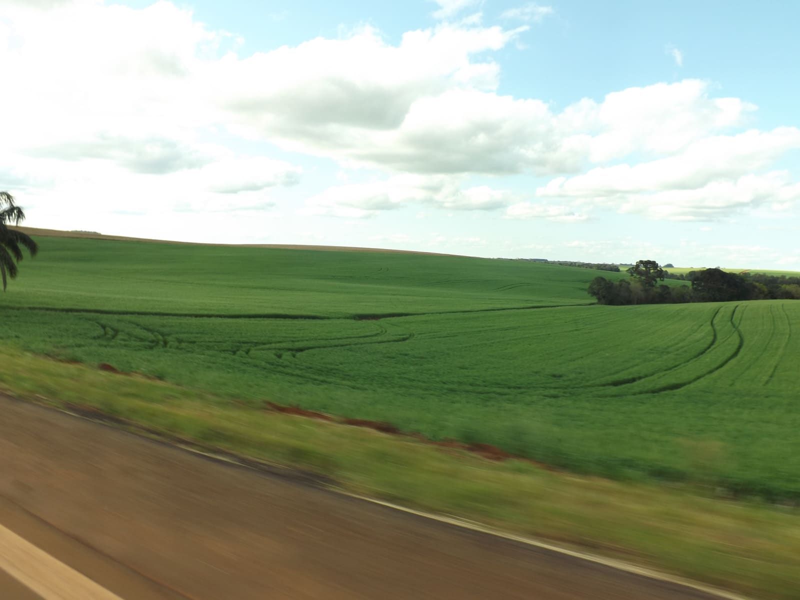 Campos de trigo em Não-Me-Toque