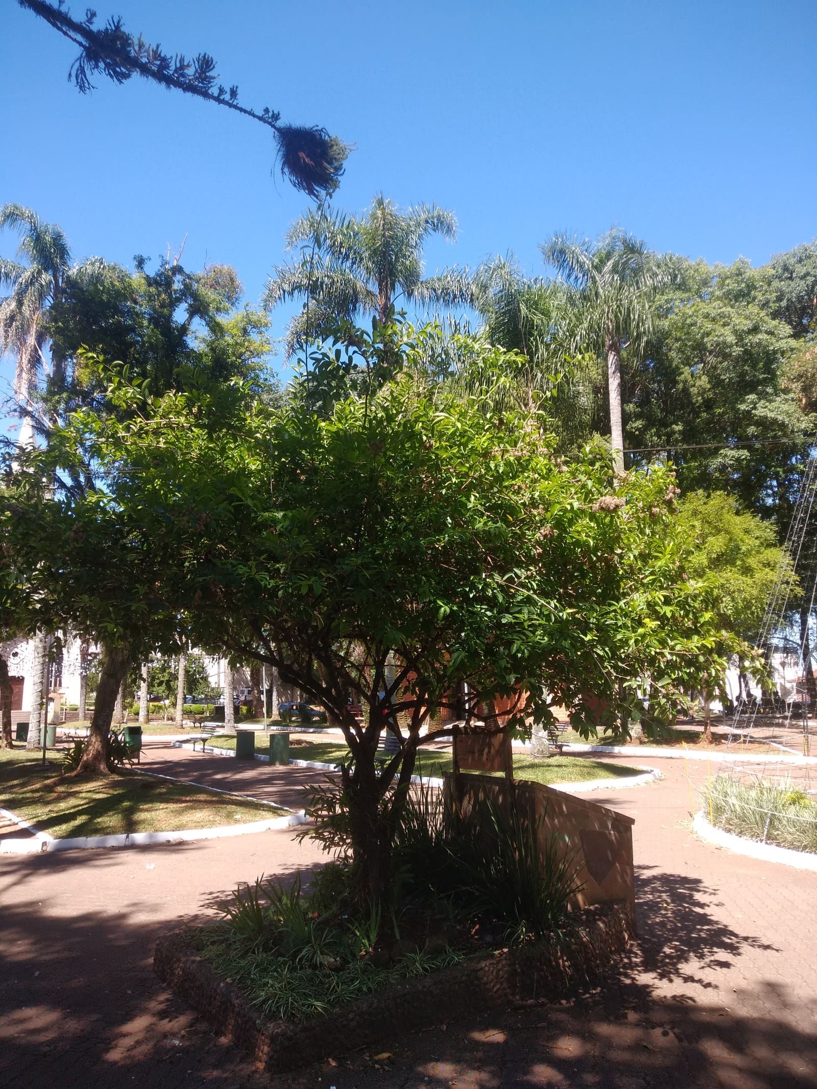Exemplar de Dasyphyllum spinescens, a planta "não-me-toque", em praça de Não-Me-Toque