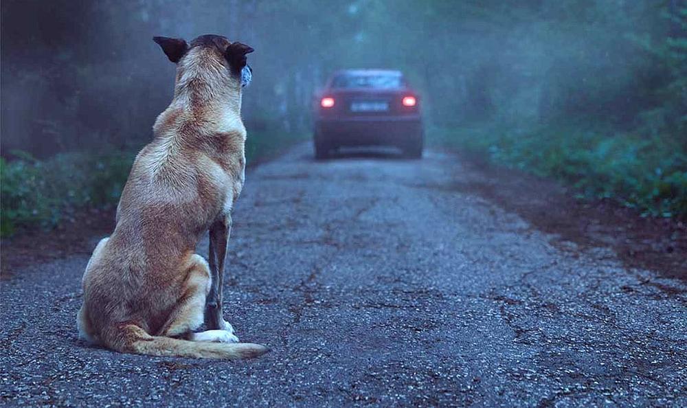 PortalNMT faz alerta após aumento de denúncias de abandono de animais em Não-Me-Toque: "Abandonar é crime"