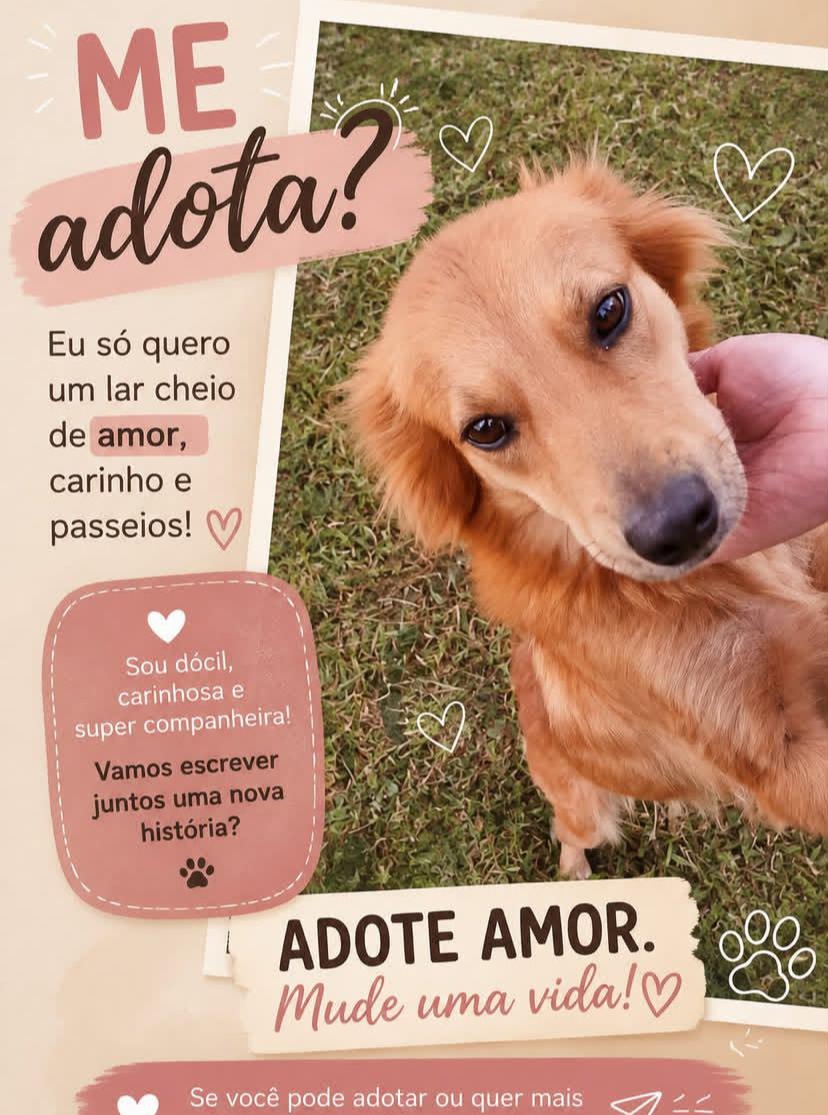 Protetora de animais tem 3 filhotes para adoção.