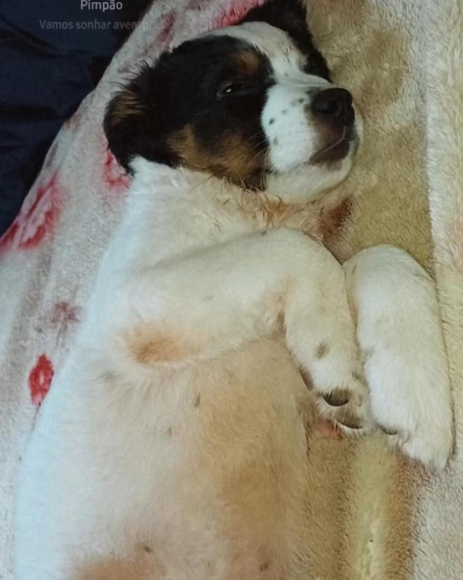 Imagem: CÃOZINHO DESAPARECIDO! Este cãozinho desapareceu nas proximidades do campo do Bairro Santo Antônio, em Não-Me-...